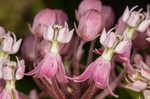 Swamp milkweed